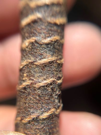 ตะกรุดตะกั่วยาว 4.9 นิ้วไม่ทราบที่ (มีสินค้าหลายรายการกดเข้ามาดูในโปรไฟล์ได้เลยครับ) รูปที่ 6