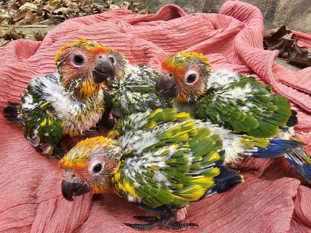 ลูกป้อนนกซันคอนัวร์