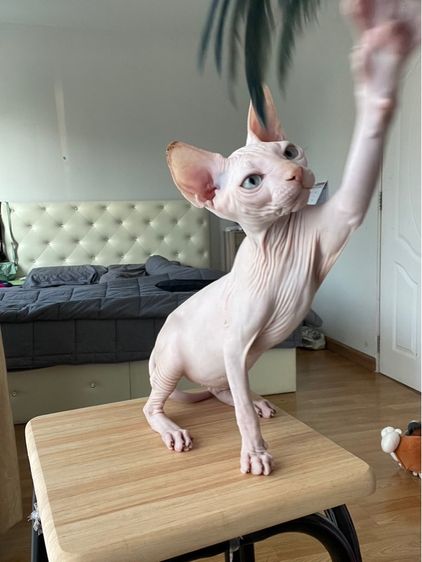 เด็กชายสฟิงซ์ ขาวล้วน