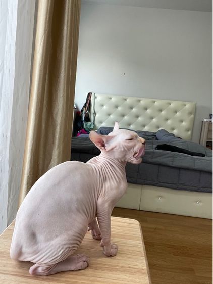 เด็กหญิง สฟิงซ์เอลฟ์ รูปที่ 2