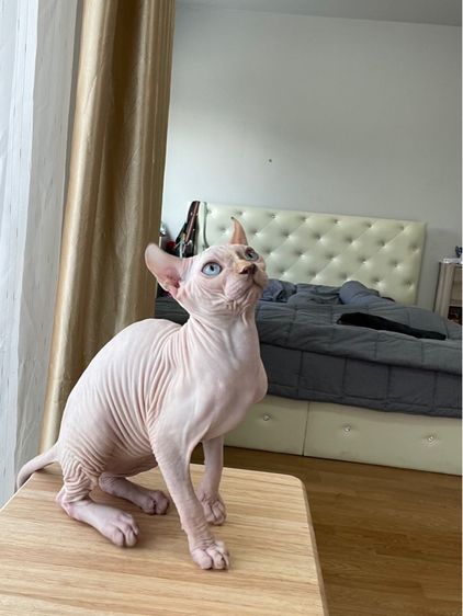 เด็กหญิง สฟิงซ์เอลฟ์ รูปที่ 14