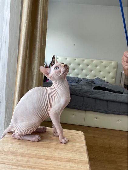 เด็กหญิง สฟิงซ์เอลฟ์