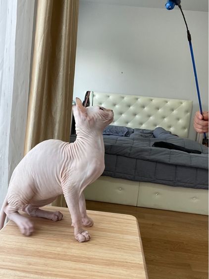 เด็กหญิง สฟิงซ์เอลฟ์ รูปที่ 3