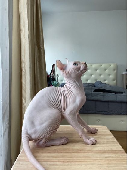 เด็กหญิง สฟิงซ์เอลฟ์ รูปที่ 5