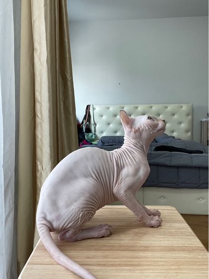 เด็กหญิง สฟิงซ์เอลฟ์ รูปที่ 4