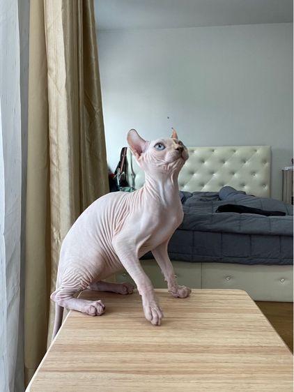 เด็กหญิง สฟิงซ์เอลฟ์ รูปที่ 6