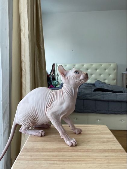 เด็กหญิง สฟิงซ์เอลฟ์ รูปที่ 7