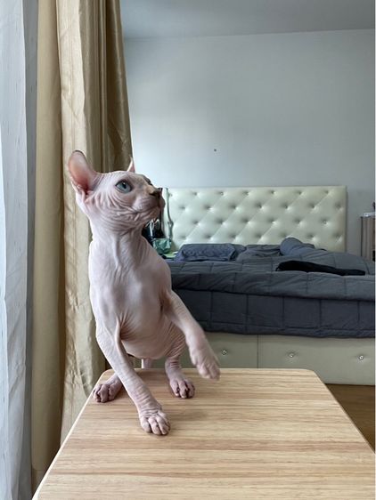 เด็กหญิง สฟิงซ์เอลฟ์ รูปที่ 8