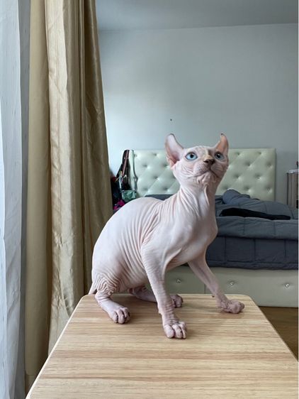 เด็กหญิง สฟิงซ์เอลฟ์ รูปที่ 10