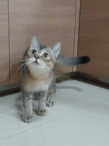 สก็อตติช โฟลด์ (Scottish Fold) น้องแมวสก็อตติชโฟลด์ อายุ7เดือน