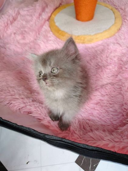 แมวเปอร์เซียผสมเอ็กโซติก รูปที่ 7