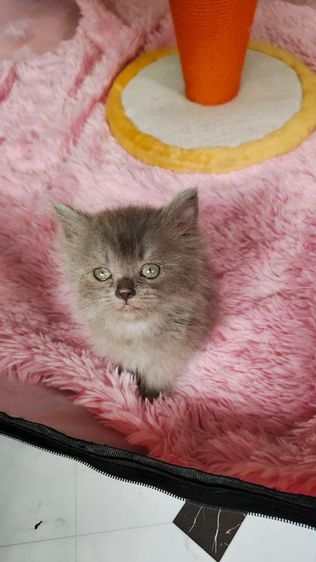 แมวเปอร์เซียผสมเอ็กโซติก รูปที่ 4