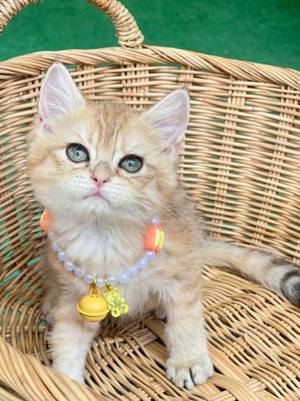 ดช.บริติช