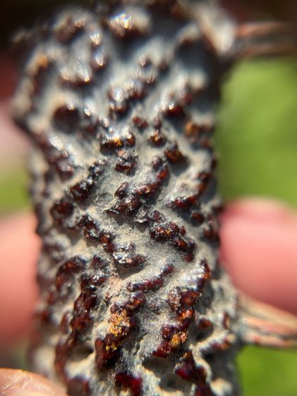 ตะกรุด3ห่วงยาว3นิ้ว ไม่ทราบที่ (มีสินค้าหลายรายการกดเข้ามาดูในโปรไฟล์ได้เลยครับ)