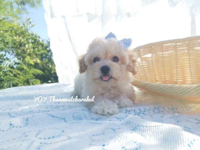 พุดเดิ้ลไทนี่ทอย เพศเมีย เพศเมีย