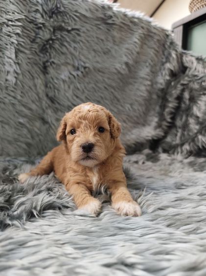 พุดเดิ้ล (Poodle) เล็ก ชิวาวาเพศเมียจังหวัดอุดรธานี