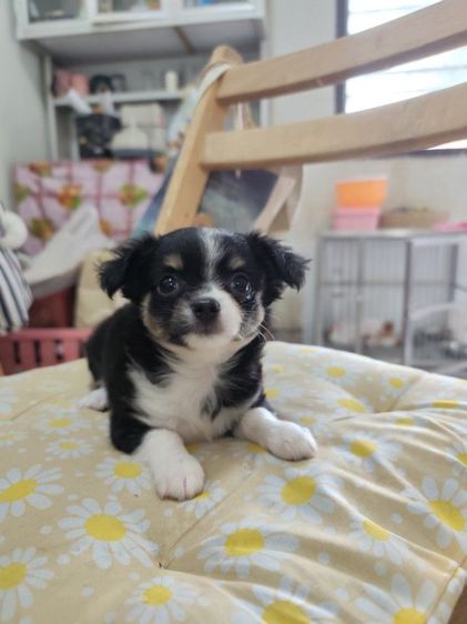 ชิวาวา (Chihuahua) เล็ก ชิวาวาเพศเมียจังหวัดอุดรธานี