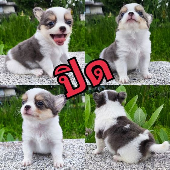 ชิวาวา (ชายล้วน) รูปที่ 9