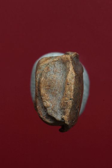 พระรอดลำพูนสวยๆค่ะเก่าค่ะ รูปที่ 5