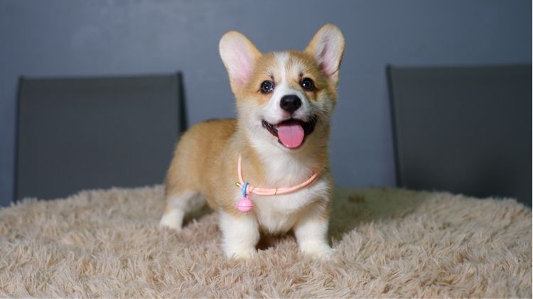 คอร์กี้ (Corgi) เล็ก คอร์กี้
