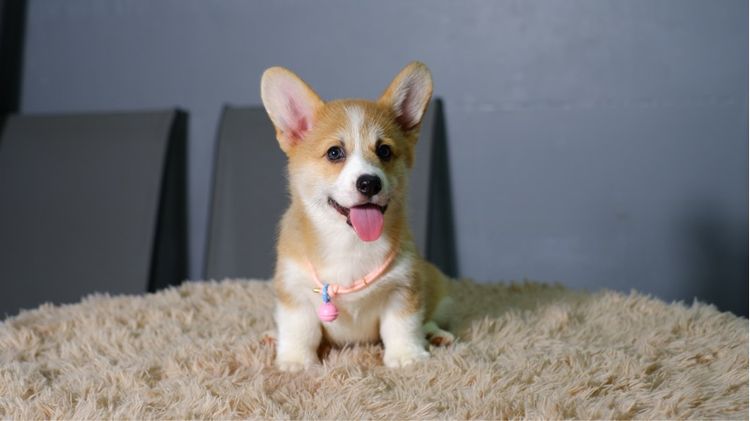 คอร์กี้ รูปที่ 7