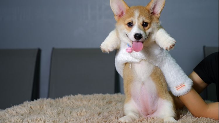 คอร์กี้ รูปที่ 4