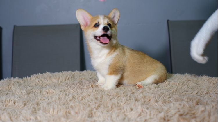 คอร์กี้ รูปที่ 5