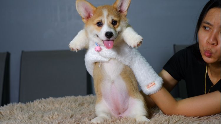 คอร์กี้ รูปที่ 3