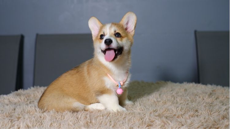 คอร์กี้ รูปที่ 8