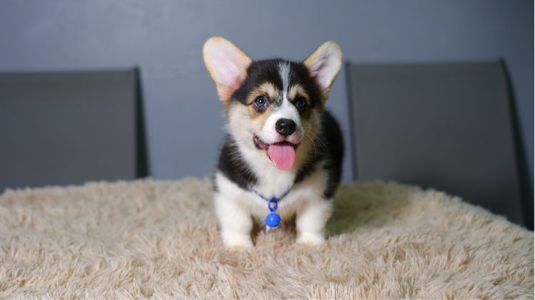 คอร์กี้ (Corgi) เล็ก คอร์กี้ 