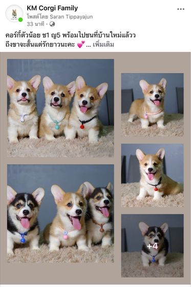 คอร์กี้  รูปที่ 12