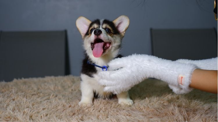 คอร์กี้  รูปที่ 11