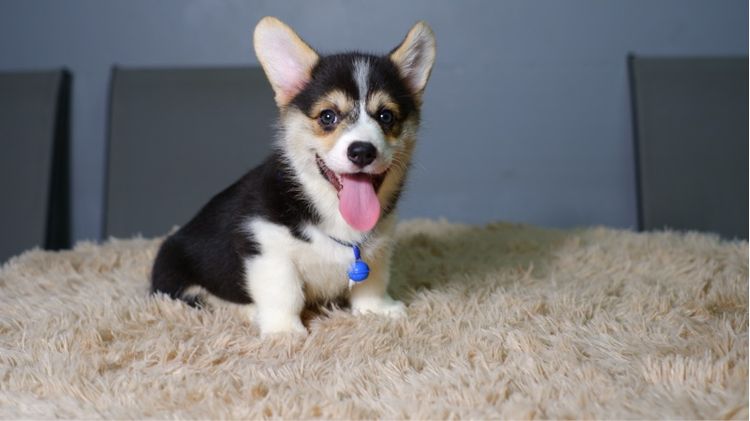 คอร์กี้  รูปที่ 2