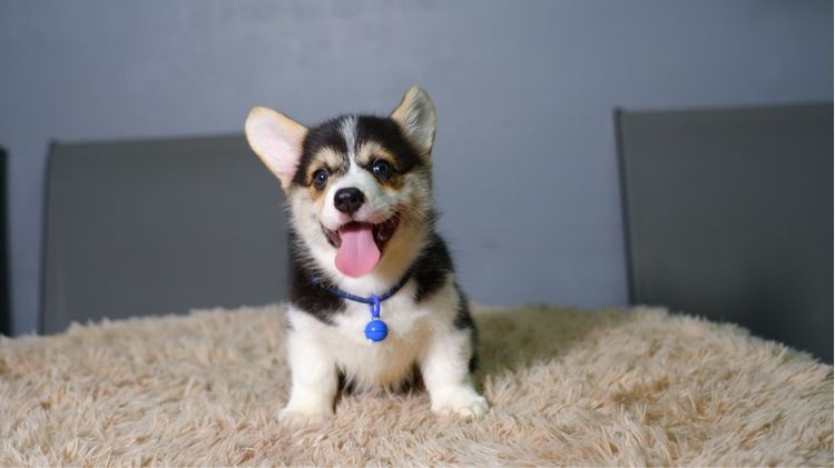 คอร์กี้  รูปที่ 10