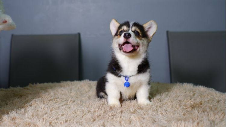 คอร์กี้  รูปที่ 7