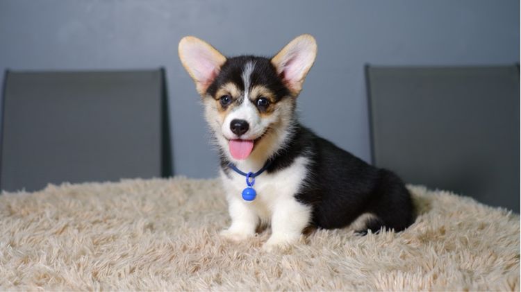 คอร์กี้  รูปที่ 4