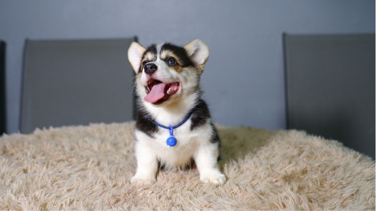 คอร์กี้  รูปที่ 9