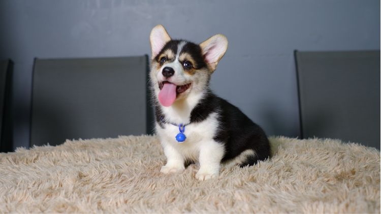 คอร์กี้  รูปที่ 6