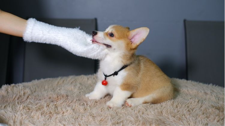 คอร์กี้ รูปที่ 13