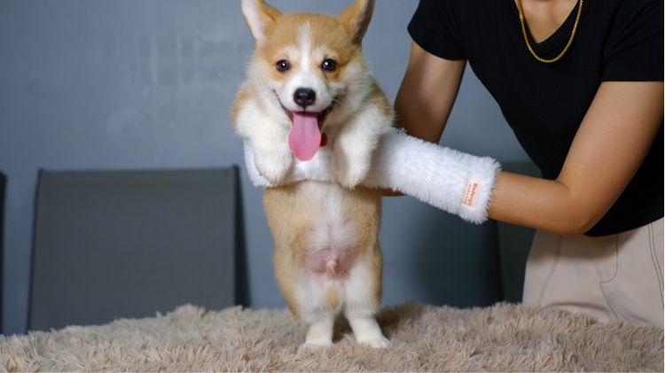 คอร์กี้ รูปที่ 8