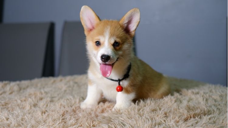 คอร์กี้ รูปที่ 10