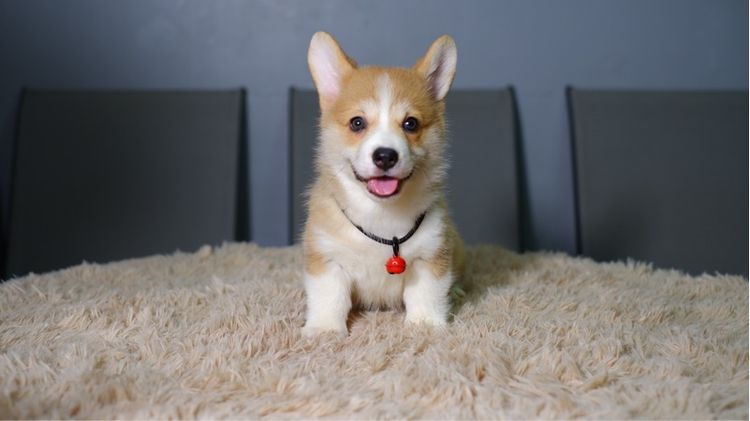 คอร์กี้ รูปที่ 3