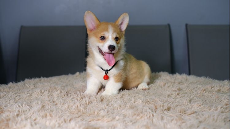 คอร์กี้ รูปที่ 6