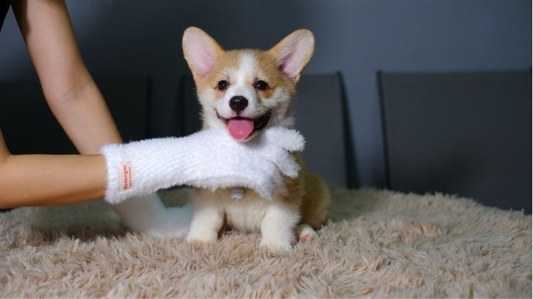 คอร์กี้ (Corgi) เล็ก คอร์กี้