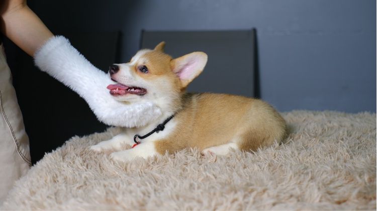 คอร์กี้ รูปที่ 14