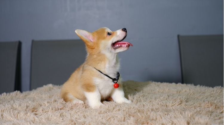 คอร์กี้ รูปที่ 15