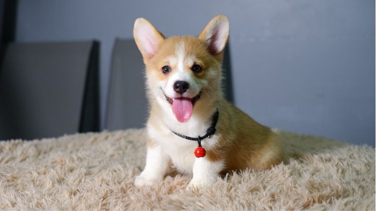 คอร์กี้ รูปที่ 9