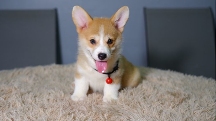 คอร์กี้ รูปที่ 12