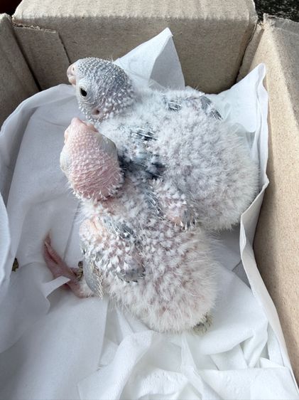 ลูกป้อนกรีนชีค บลู รูปที่ 3