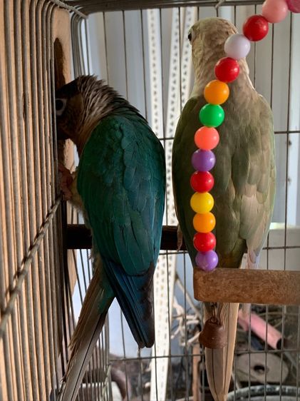 ลูกป้อนกรีนชีค บลู รูปที่ 4